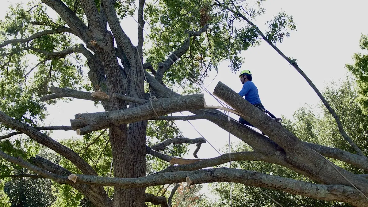 Professional Crown Thinning performed by certified arborists in Mineola