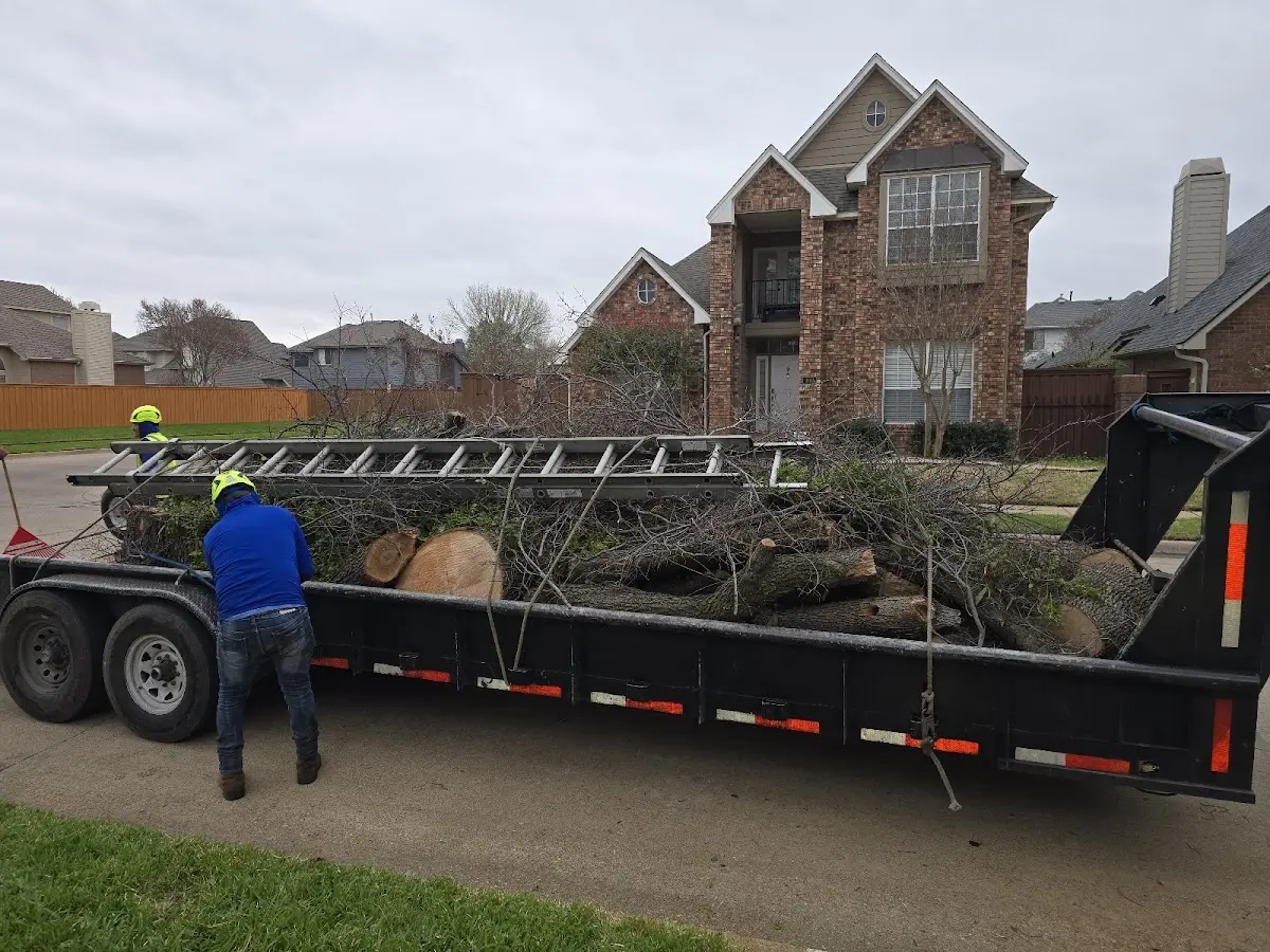 Expert Tree Removal with proper safety equipment in Mineola